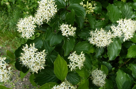 Blutroter Hartriegel (Cornus sanguinea) - © Karoline Kreimer-Hartmann
